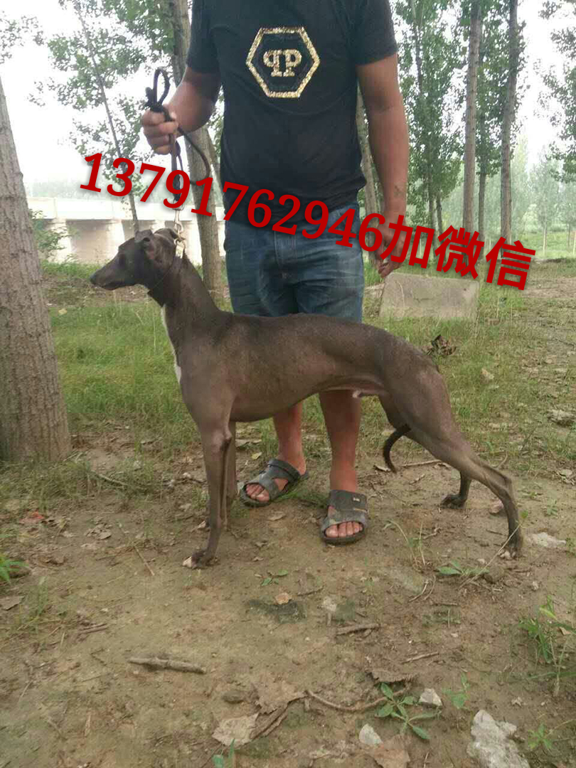 格力犬100到500元,格力犬照片艺术照