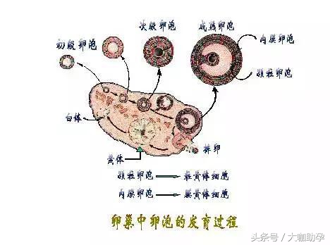卵泡生长速度跟心情有关系吗,不知道卵泡长不长能吃来曲唑吗