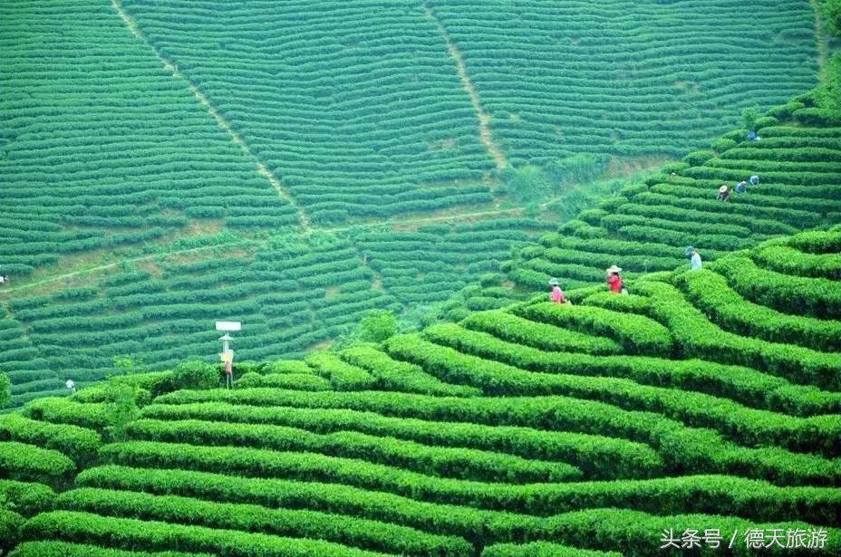 闻茶香回甘甜暖人心,闻茶香绿茶