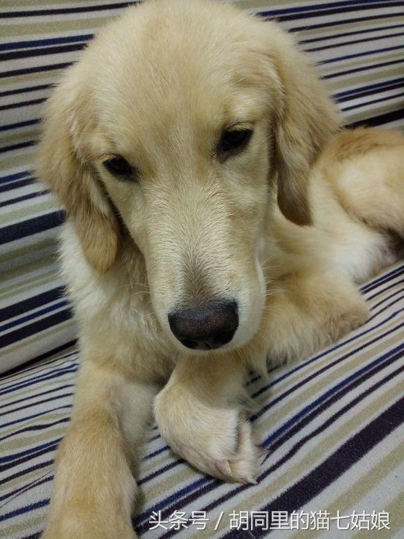 路上捡到一只金毛犬,路上见到一只小金毛