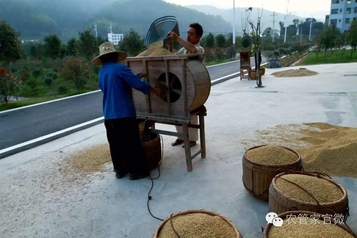 今日最新稻谷价格行情,今日稻谷价格河南信阳稻谷价格