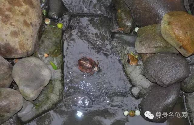 疯狂龟友，6次为龟修建豪华花园！