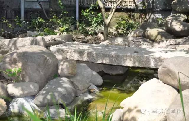 疯狂龟友，6次为龟修建豪华花园！