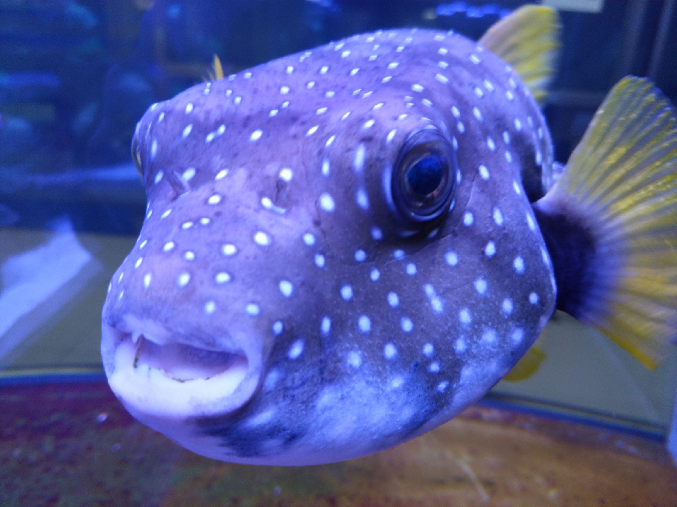 努比亚z11minis换电池,努比亚z11minis是什么处理器