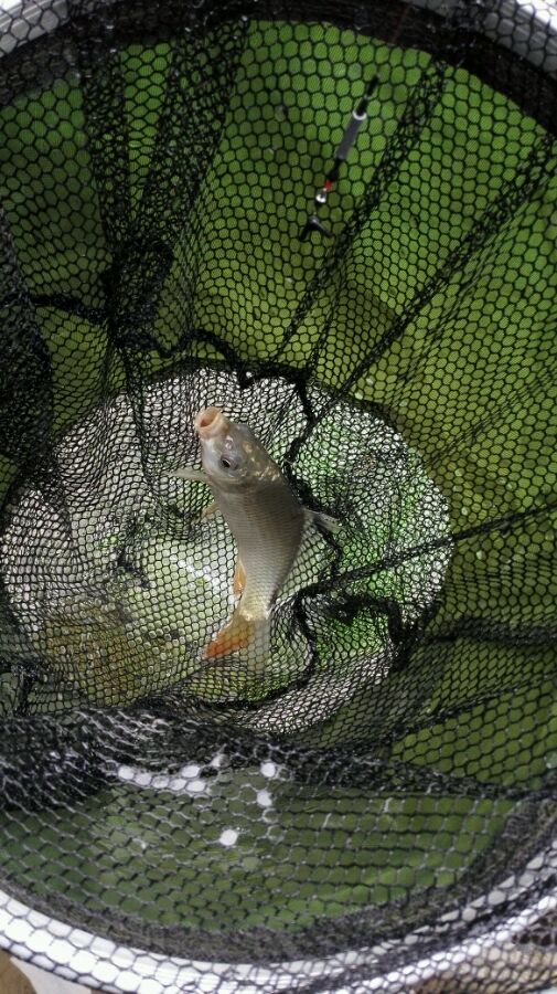 小河钓起一条“翘嘴”仔细一看我笑了