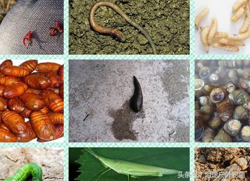 常用的虫饵及穿钩方法,传统钓串钩挂饵方法