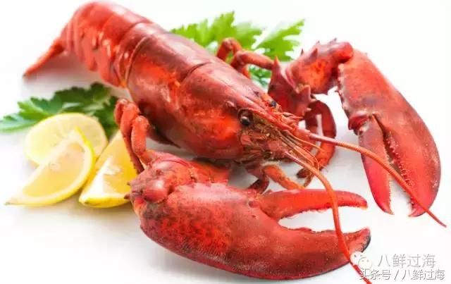 波士顿龙虾竟然是超大号小龙虾,波士顿龙虾绝对鲜活