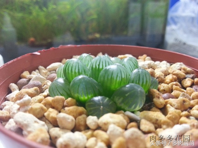 冰清玉洁的少女：冰灯玉露