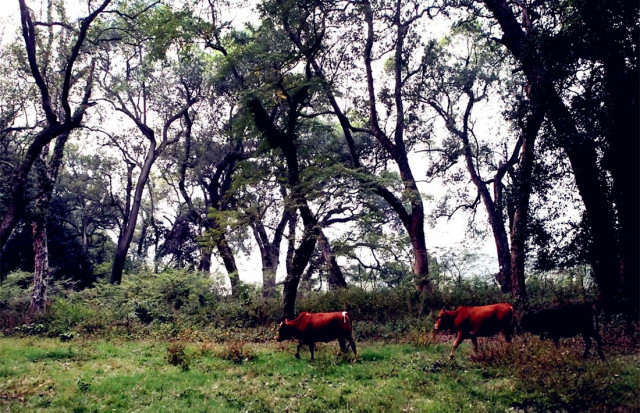 董仲舒修建水利工程,董仲舒发明了什么