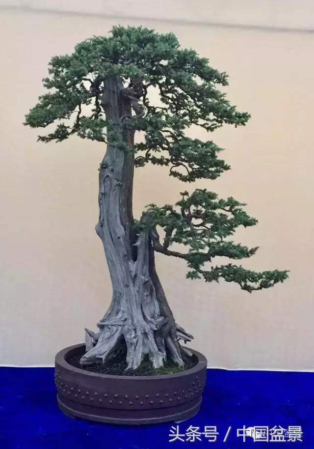 秋冬季节盆景杀菌杀虫,冬季盆景防虫妙招