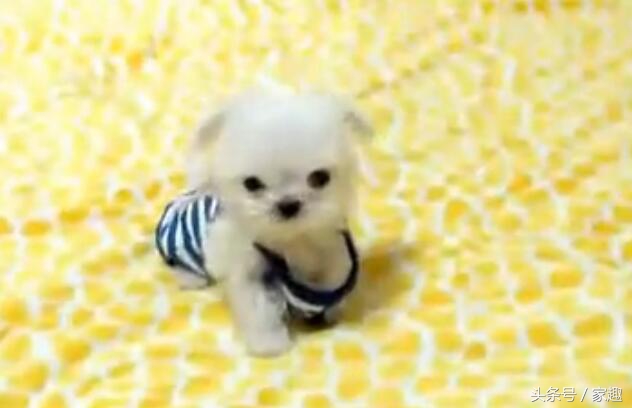 超级可爱的茶杯泰迪,只有巴掌大的宠物