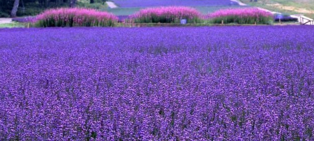 国内第一家“薰衣草世界”：清远薰衣草世界