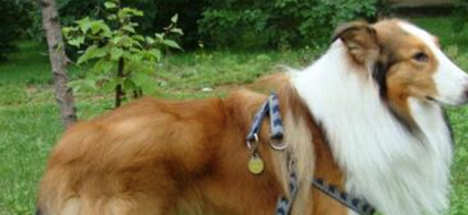 注意了！新加坡售出宠物狗前必须申领狗牌，另附最全汪星人英文名