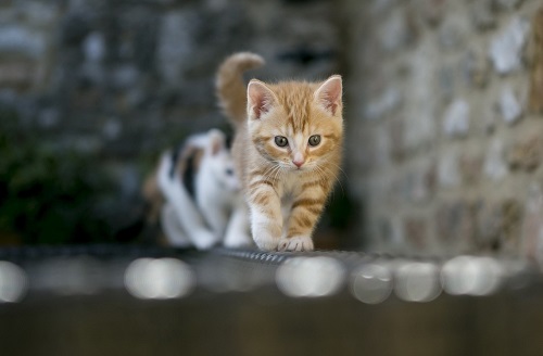 小猫猫拉肚子怎么样办,猫咪拉肚子的原因及处理方法