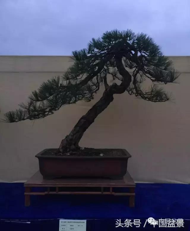 秋冬季节盆景杀菌杀虫,冬季盆景防虫妙招