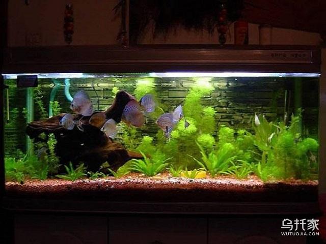 农村院里鱼缸摆放位置风水图,鱼缸的摆放位置以及风水影响