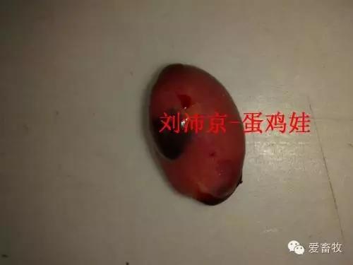 蛋鸡白血病怎么预防,蛋鸡白血病赔偿标准