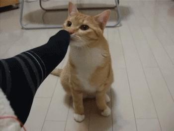 老坛酸菜用脚踩是什么工序,用我的脚踩过的老坛酸菜你会吃吗