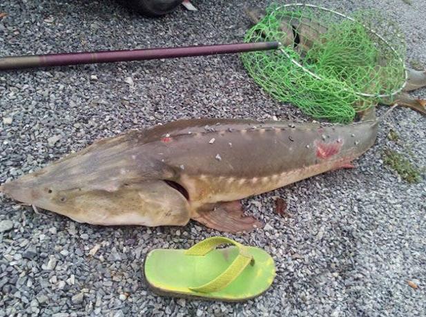 冬天钓鲟鱼的正确方法与技巧,钓鱼鲟鱼用什么钓