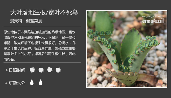 1000种多肉植物珊瑚图鉴,最全多肉品种图鉴