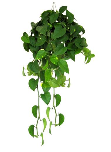 绿萝花卉养护知识大全图解,盆栽绿萝怎么养才能开花