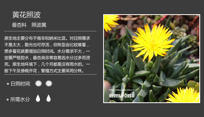 1000种多肉植物珊瑚图鉴,最全多肉品种图鉴