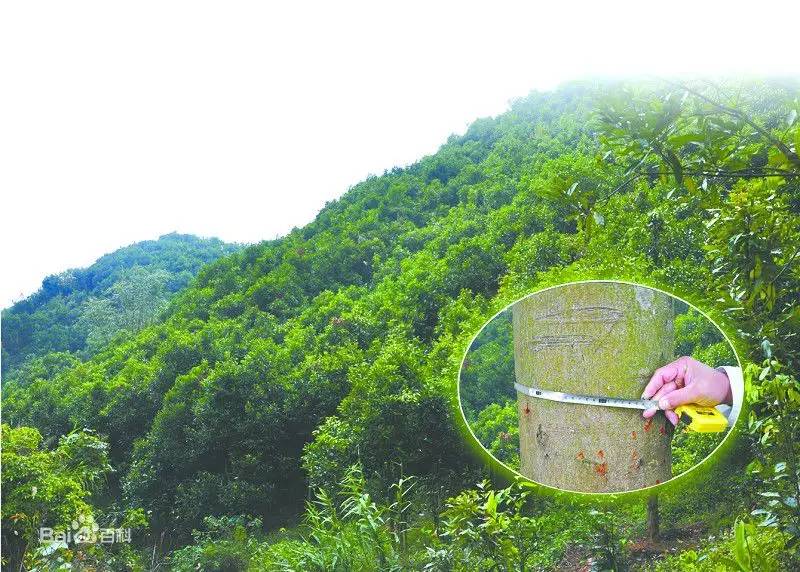 五大植物香料，让天府棒棒鸡韵味无穷