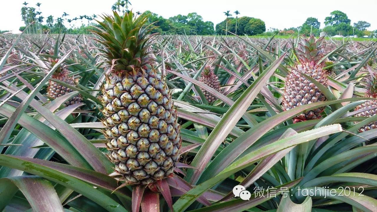 热带水果红牡丹,热带水果莲雾荔枝