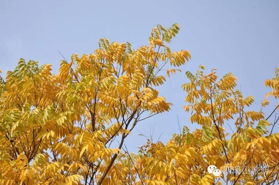 过季就来不及了，快去四明山上捡“黄金果”！（附全攻略）