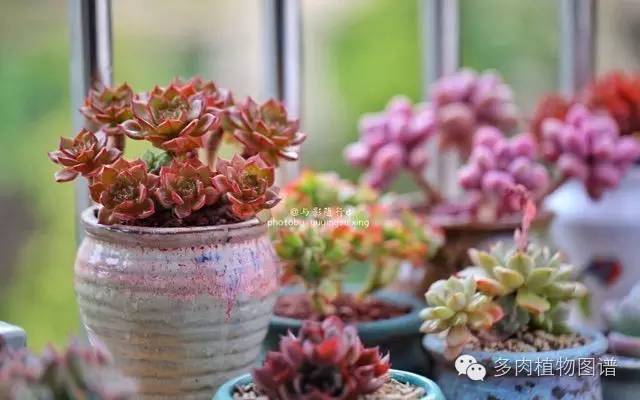 阳台上漂亮的多肉,阳台上的多肉又变美了