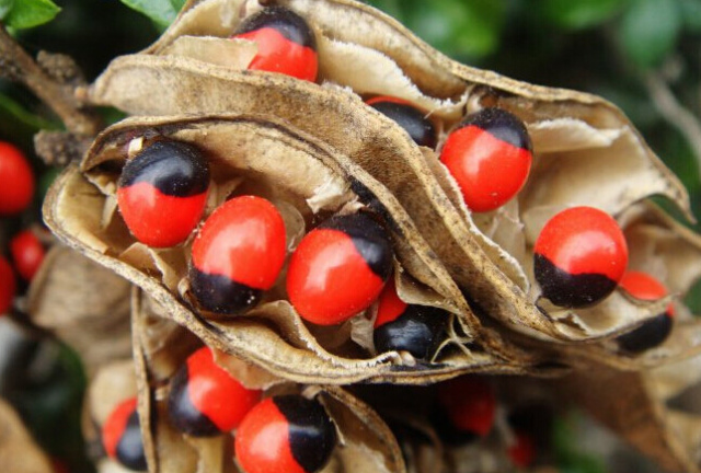 海淘族11.11不学国检法规吃大亏