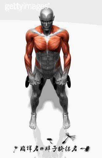 健身应该先练力量吗,哑铃大肌肉群增肌训练