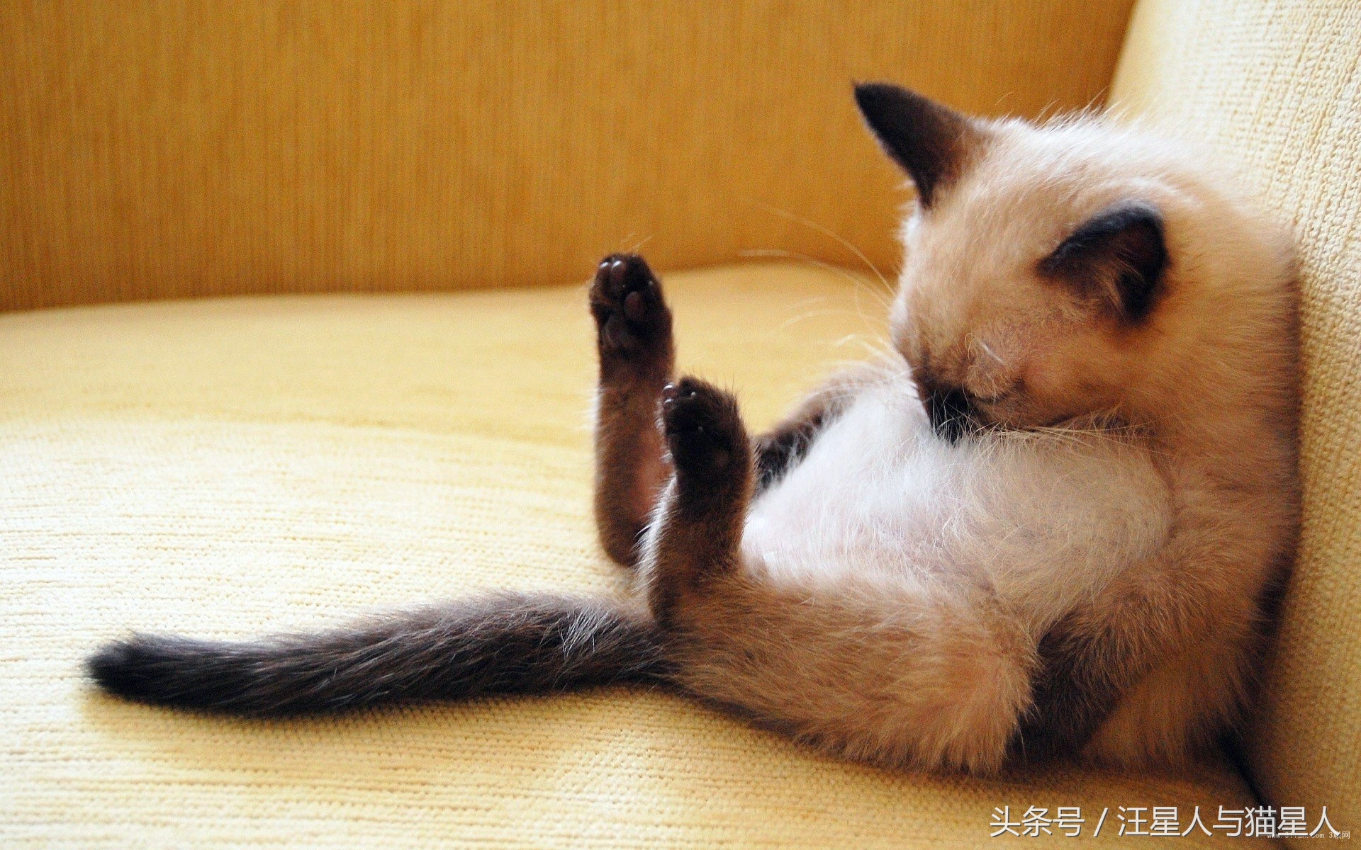 猫咪情绪指南猫咪的心思不难懂,猫咪有这些行为其实代表猫咪开心