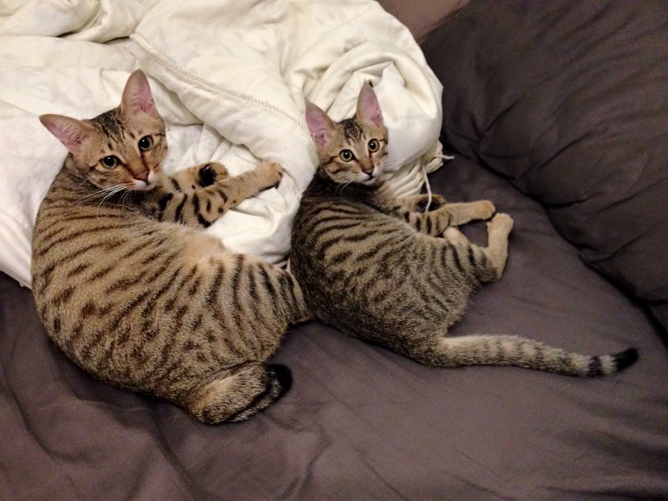 这个香港女孩，是20只残疾猫咪的妈妈：“我会照顾它们到老”