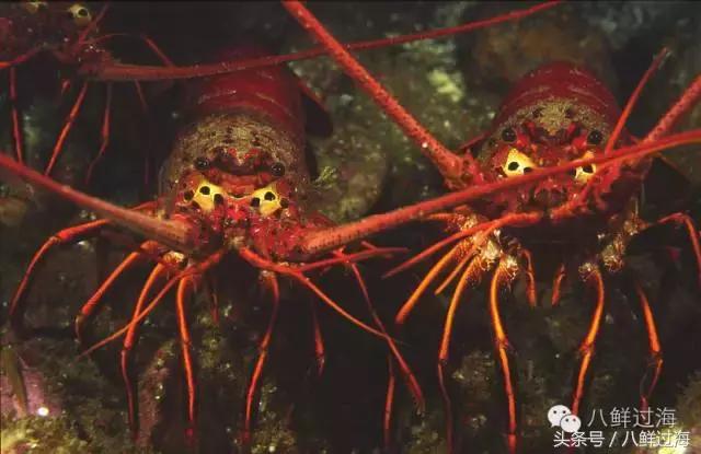 波士顿龙虾竟然是超大号小龙虾,波士顿龙虾绝对鲜活