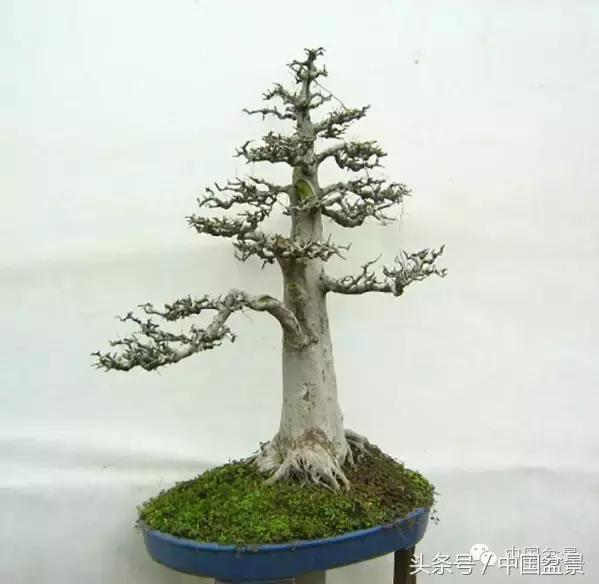 枸杞树桩盆景如何造型,紫薇盆景树桩造型图片