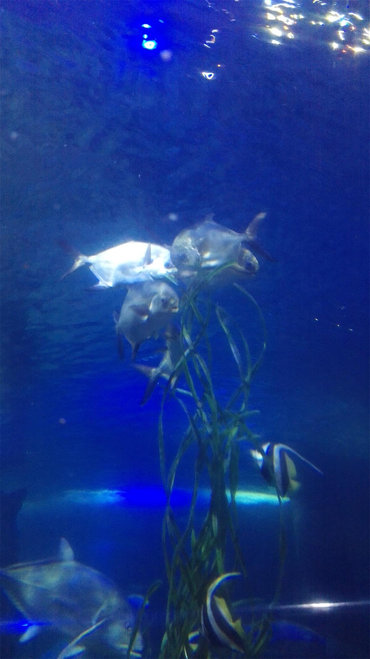 记录越南芽庄之旅第六天 (越南芽庄值得去吗)