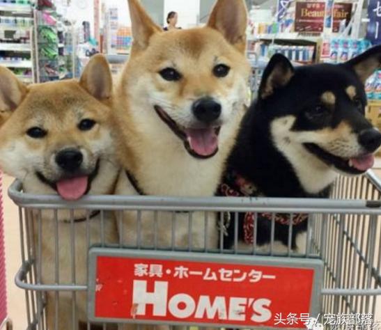 汪星人：铲屎的你是不是故意输错三次密码，老娘支付宝登录不了？