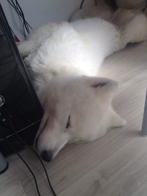 狗狗身上的毛剃光了是不是很难看,狗狗全部剃光毛的样子