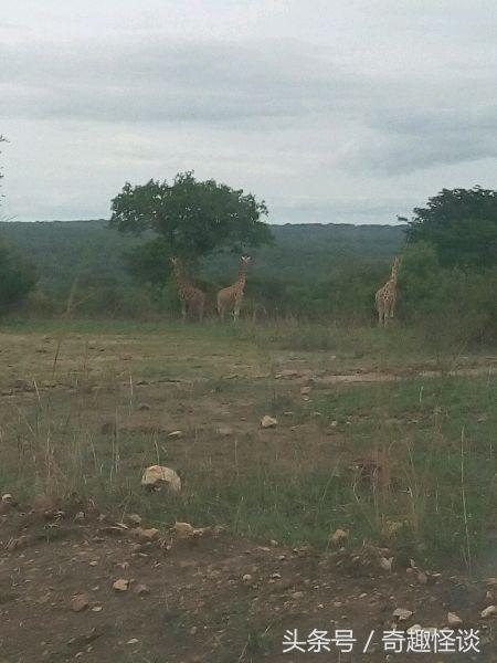 我在非洲工作的日子，给大家介绍下非洲的风土人情