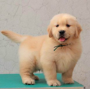 长毛金毛犬幼犬价格,如何挑选金毛犬幼犬