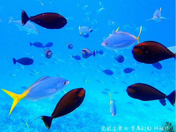帕劳海底世界完整视频,帕劳潜水遇到的海底生物