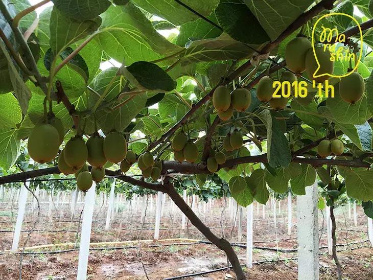 农心|一起向匠人精神致敬!