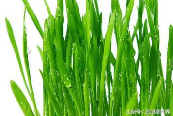 天水武山韭菜特产,天水市武山韭菜