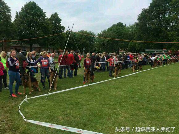 2017年德国牧羊犬犬展,sv德国牧羊犬本部展