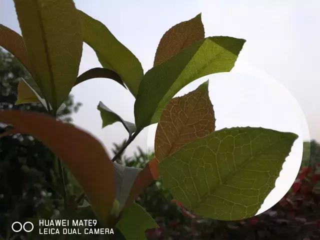 mate9发布价格,mate9还值多少钱