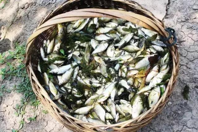 东北快消失了的一些农村美食,东北乡下消失的美食