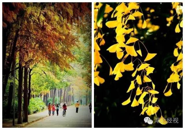 武汉秋天不可错过的美景,武汉踏春打卡地