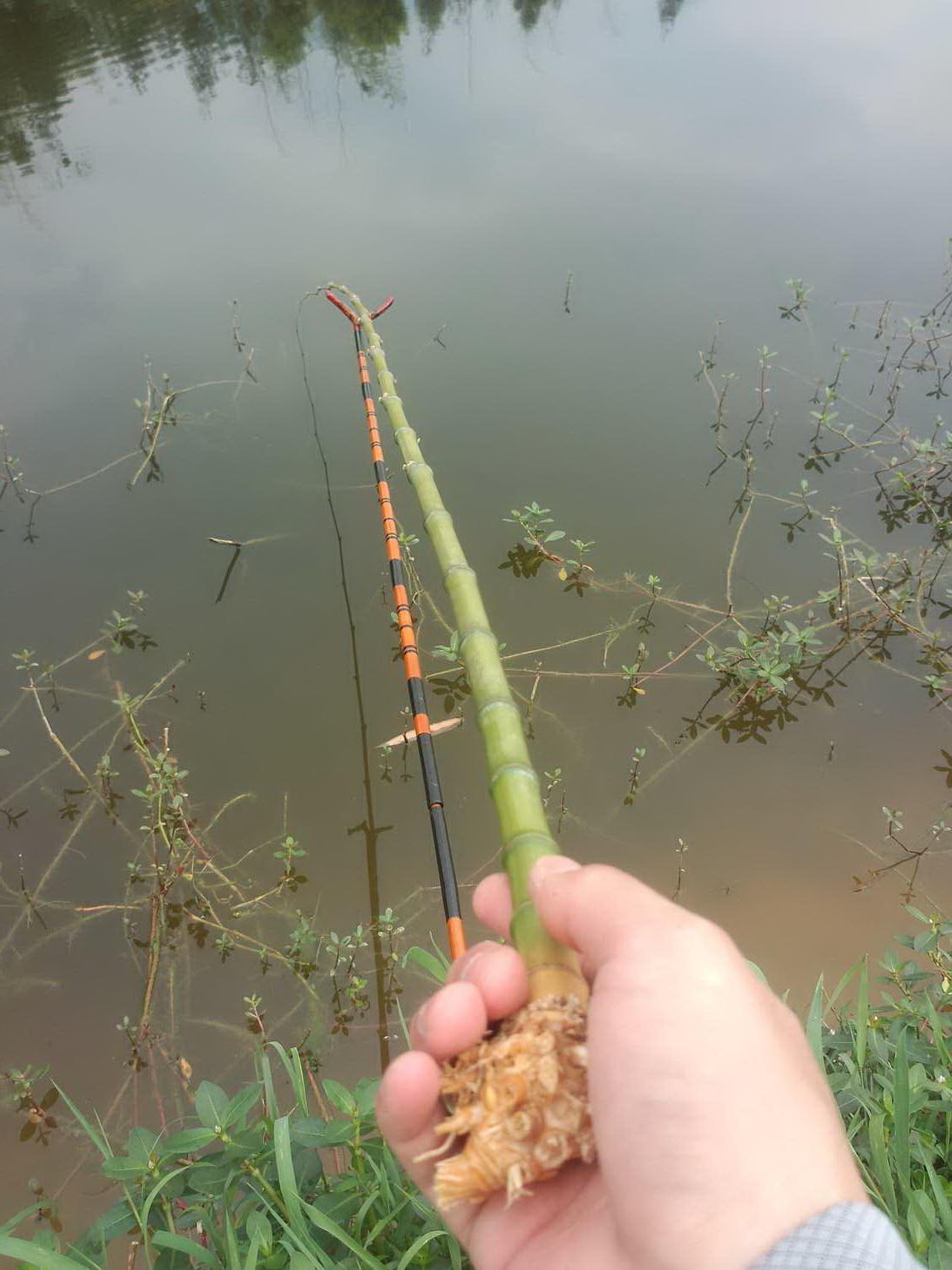 在山上砍竹竿拿来钓鱼养鱼,金竹适合做鱼竿吗