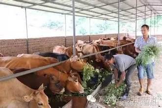 牛羊有病，不请兽医，咱们自己当兽医，牛羊病诊断关键技术！